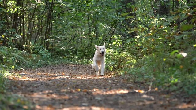 A white dog runs along the path during the day. Retriever walks in the woods. Summer, early autumn.
