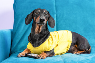 Lazy dachshund dog in yellow t-shirt is lying on couch at home with remote control between paws and...