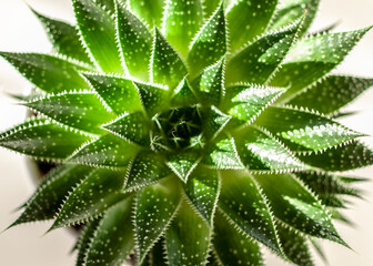 Succulent green cactus at sunlight  close-up