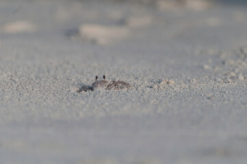 Suspicious sand crab on the beach
