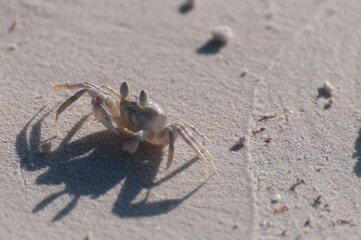 Golden crab on sand closeup with long shadow