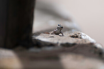 Curious small striped lizard look into camera