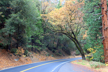 Autumn Road in Yosemite