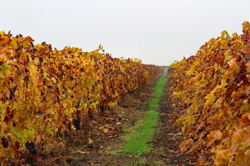 Vineyard in the Fall