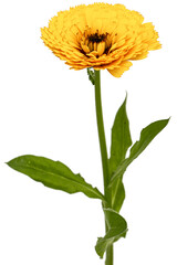 Orange flower of calendula, isolated on white background