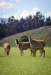 Deer in lush grassy field with New Zealand landscape behind