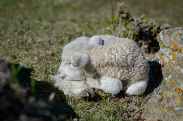 Sleeping lamb in New Zealand