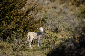 Lost lamb in New Zealand