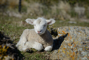 Lamb resting in the sun New Zealand