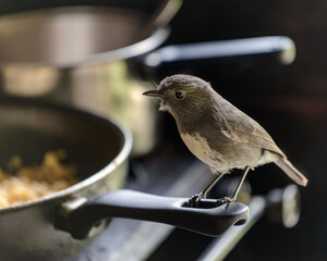 Hungry bird on frying pan handle