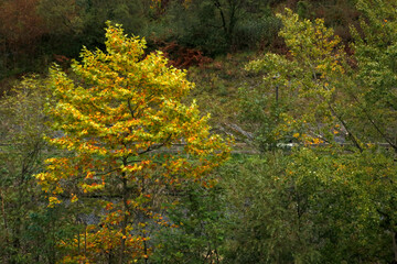 Urban park in autumn colors