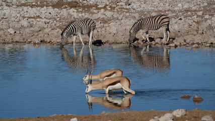 Antilopes de Namibie