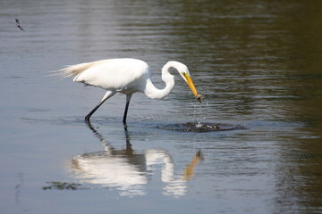 Egret_Fishing 5