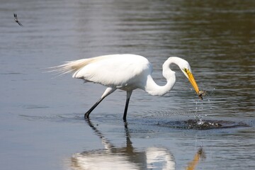 Egret_Fishing 7