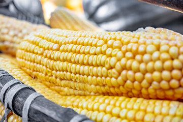 Corn is harvested and dried in sun in baskets and crates on backyard or agricultural farm. Soft focus. Grain as artistic device. Close-up. Outdoors.