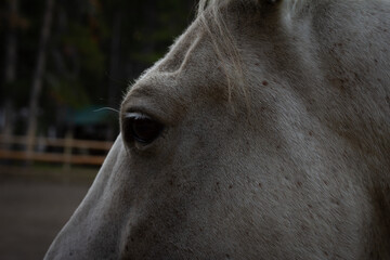 close up of horse head