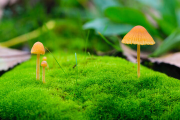 
small forest orange mushrooms on green moss