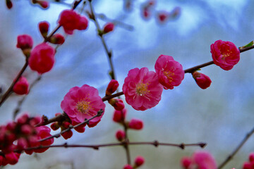 Fototapeta na wymiar Apricot blossom Cherry Peach Blossom flowering pink flowers close up background