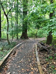 path railway in the forest woods nature green trees lush natural hidden magical fall autumn scene sunlight coming through the trees and leaves flowers in the garden USA Washington DC United States