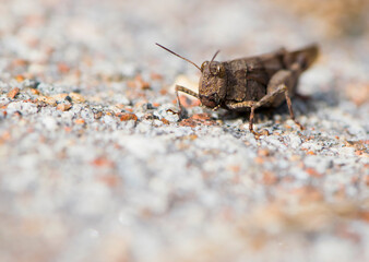 
portrait of big beautiful grasshopper close up