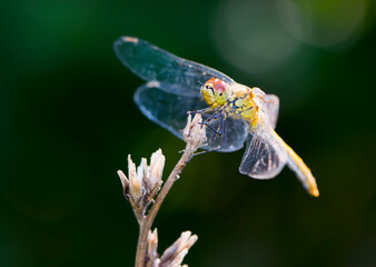 
large beautiful dragonfly on a dry branch green background close-up
