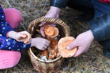The girl and her dad have a basket of mushrooms. They Crouch down next to it and put mushrooms in it.
