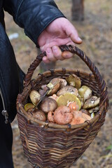 A man holds a basket full of mushrooms. Vertical photo.