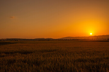 京都市南部　夕暮れの田園風景