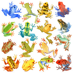 Hand drawn watercolor set of colorful tropical frogs isolated on white. Stock illustration of beautiful wild creatures.