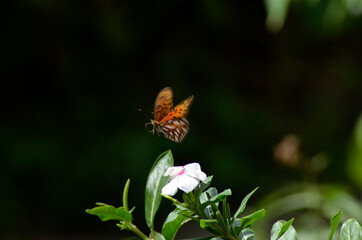 Fototapeta na wymiar Butterfly in flight