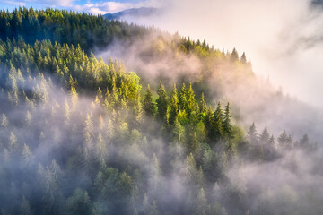 Mountains in clouds at sunrise in summer. Aerial view of mountain slopes with green trees in fog. Beautiful landscape with hills and foggy forest. Top view from drone of mountain woods in low clouds