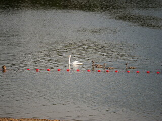 Łabędzie płynące przy brzegu jeziora © Micha