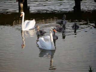Grupa łabędzi przy brzegu jeziora z pomostem w tle © Micha