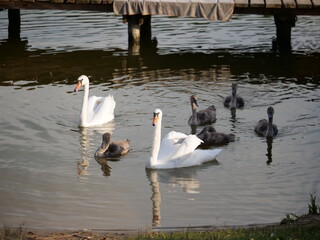Łabędzie przy pomoście © Micha