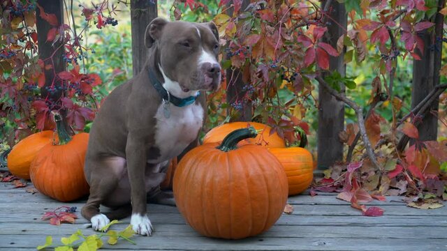Pit bull terrier dog sitting and sniffing on a wooden patio with a crop of pumpkins, backyard fall scenery