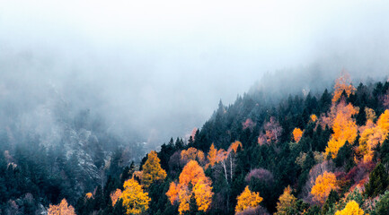 Vertical autumn landscape with fog and beautiful yellow, red and orange trees.