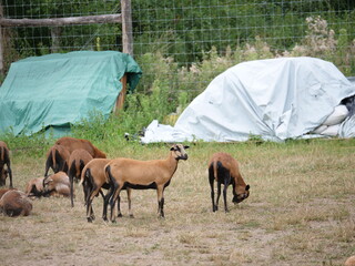 Stado owiec © Micha