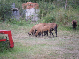 Grupa owiec jedzących trawę © Micha