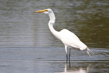 Egret_Fishing 17