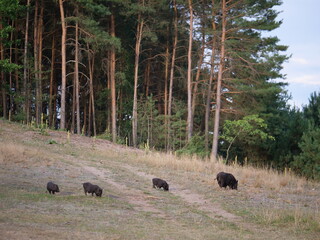 cztery świnie na zboczu