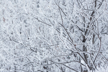 Snow and rime ice on the branches of bushes. Beautiful winter background with trees covered with hoarfrost. Plants in the park are covered with hoar frost. Cold snowy weather. Cool frosting texture.