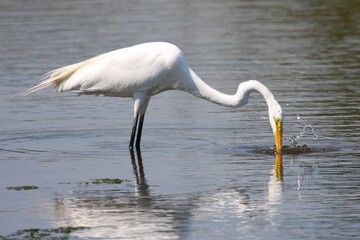 Egret_Fishing 20