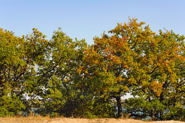 Fototapeta na wymiar view on beauty autumn trees