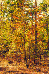 Fototapeta na wymiar beautiful autumn colored forest