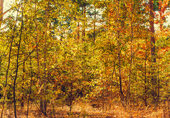Obraz premium beautiful autumn colored forest