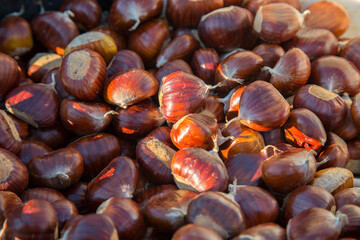 Closeup of many fresh brown chestnuts lighted with sun ray in the sunset. Harvest in Mediterranean counties. Agricultural and dieting concept. Gluten free products. Abundant carbohydrates food 