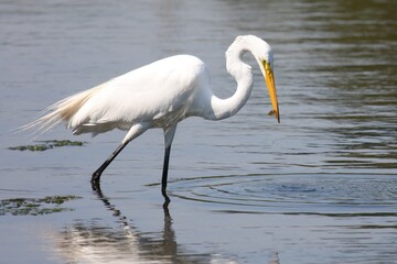 Egret_Fishing 24