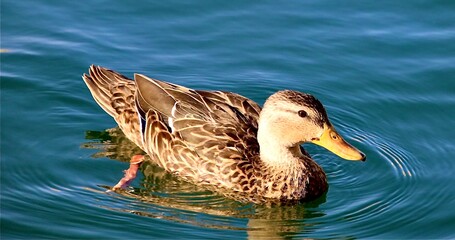 duck in water