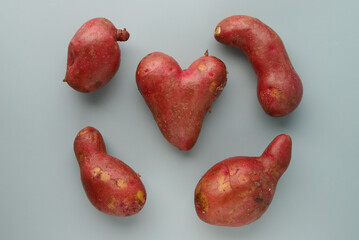 Pink potatoes of various deformed shapes on a gray background. Unusual shape of potatoes