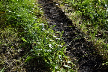 green grass and soil in the garden